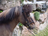 IJslander hoofdstellen