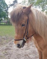 Basic hoofdstel Westeind