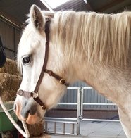 Weense of Academische kaptoom