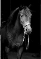 Bitloos hoofdstel Quinta Westeind