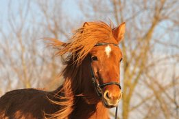 Shiny Colors hoofdstel Westeind