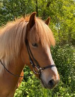 Hoofdstel IJsland Westeind - geklonken - klinknagels