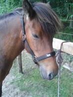 Westeind Nylon halster