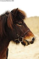 Icerider hoge neusriem