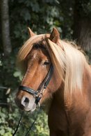 Viking Dragon IJslander hoofdstel Westeind