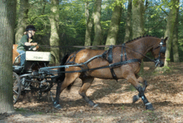 Marathontuig Devon Imperial Riding zwart/bruin