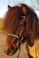 Hoofdstel Aurora Braid hoge neusriem Westeind