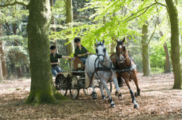 Dubbelspan marathon Imperial Riding Devon