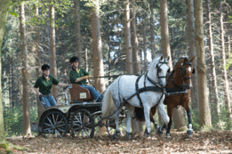 Dubbelspan marathon Imperial Riding Devon