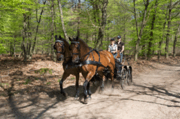 Dubbelspantuig Essex Imperial Riding