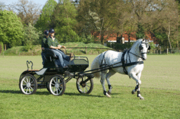 Enkelspantuig York Imperial Riding