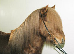 Kopstuk met musketons