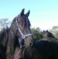 Halster Fries gevoerd