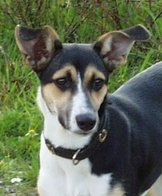 Halsband met hoefijzers