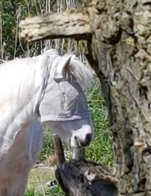 Vliegenkap / vliegenmasker zonder oren.