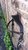 Comfort hoofdstel Westeind zwartlak leer