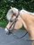 Comfort hoofdstel Westeind