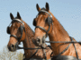 Dubbelspantuig Essex Imperial Riding_